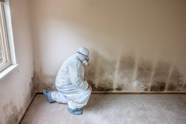 Mold Odor Removal Services in Point Marion, PA